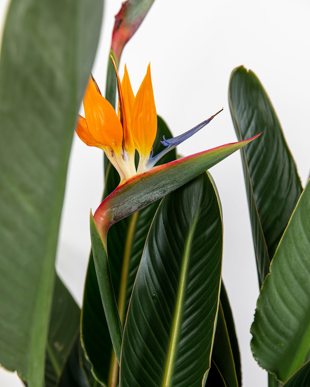 Orange bird of paradise leaf detail