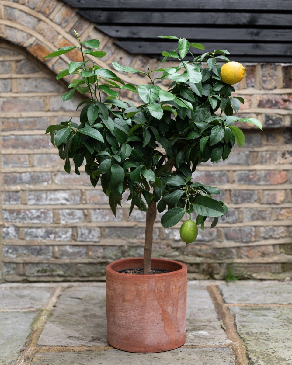 Outdoor Potting Service - Plant Drop