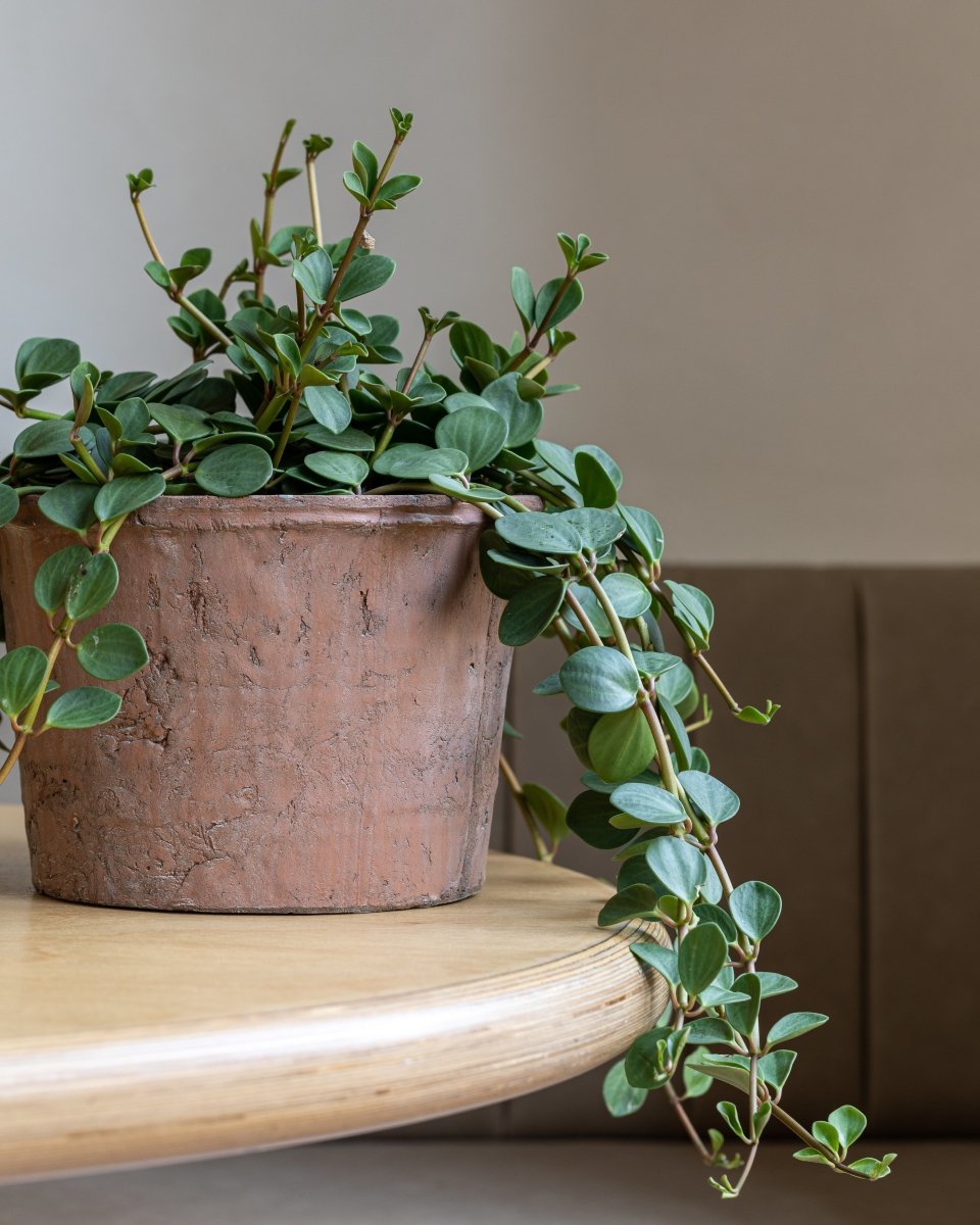 Peperomia Tetraphylla 'Hope' - Plant Drop