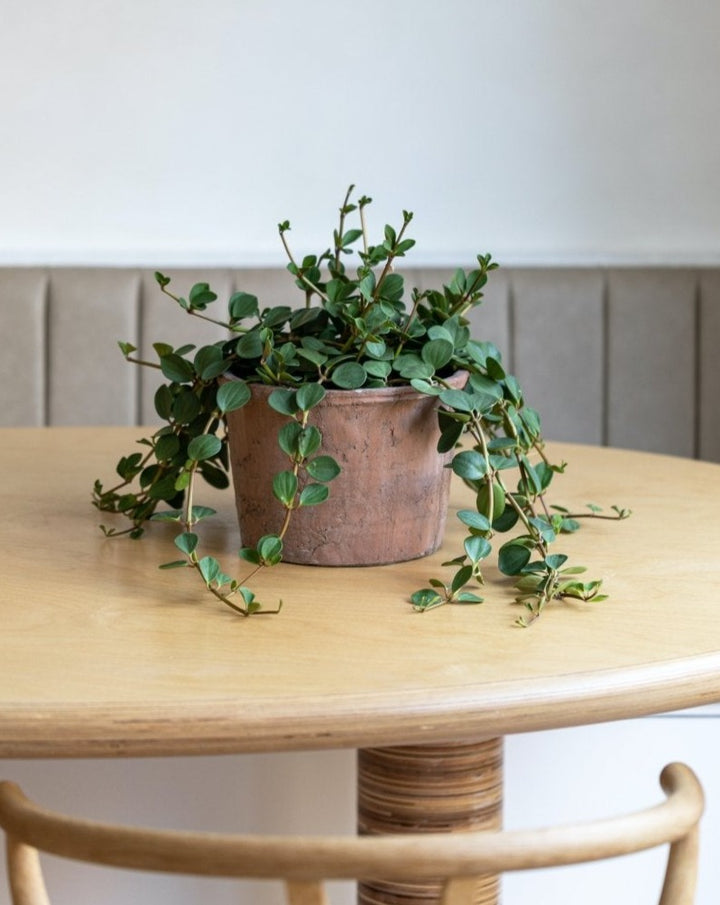 Peperomia Tetraphylla 'Hope' - Plant Drop