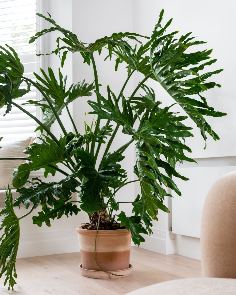 potted philodendron selloum Tree Philodendron