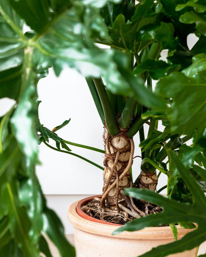 Philodendron Selloum, Tree Philodendron - Plant Drop