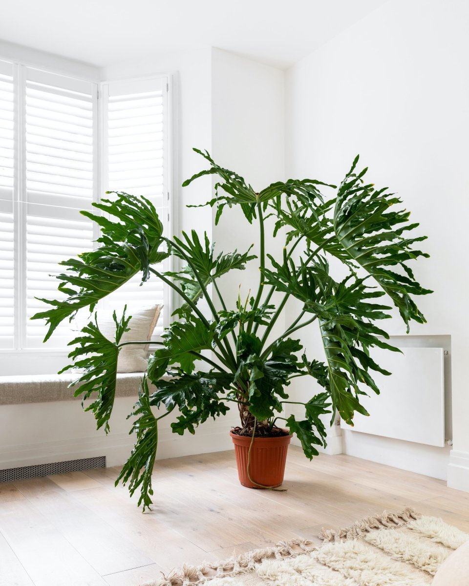 Philodendron Selloum, Tree Philodendron - Plant Drop