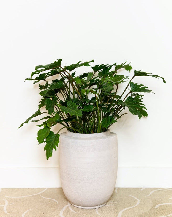 Philodendron Xanadu - Plant Drop