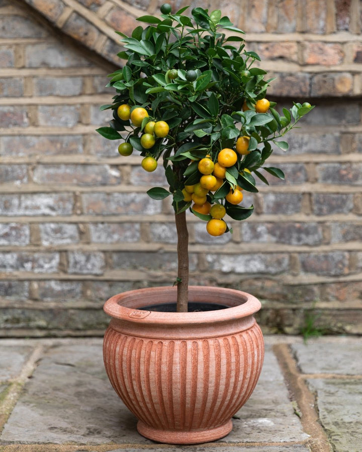 Piccolina Terracotta Pots By Bergs - Plant Drop