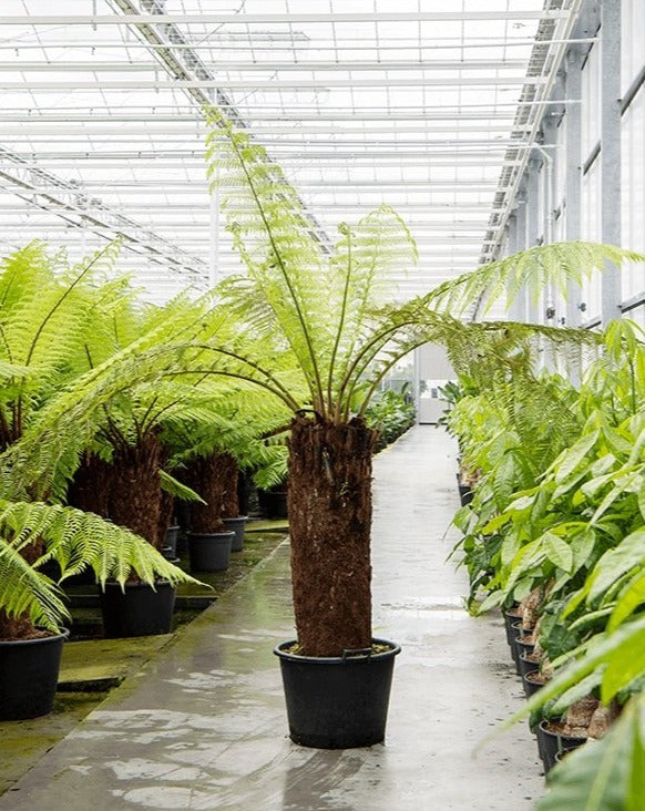 Premium Hardy Tree Fern, 'Dicksonia Antarctica', From The Glasshouse Potted With Fronds - Plant Drop