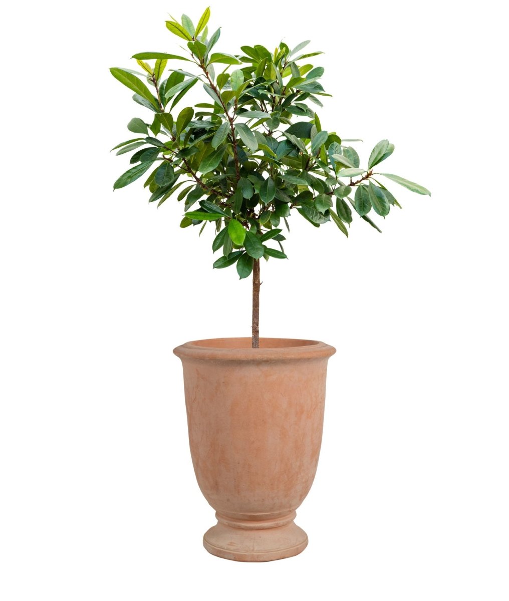 Provincial Terracotta Vase Planters - Plant Drop