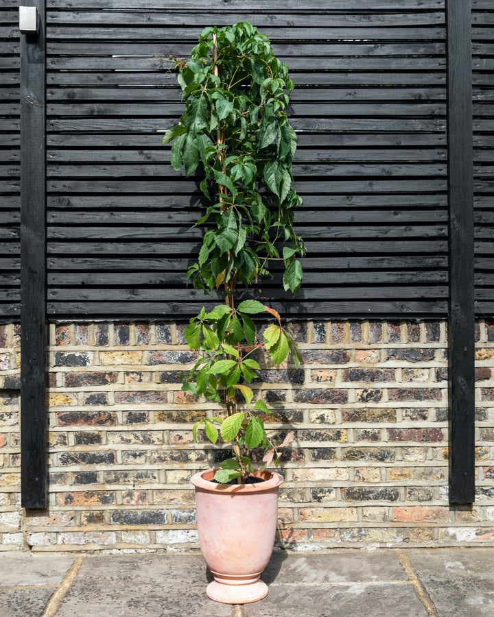 Provincial Terracotta Vase Planters - Plant Drop