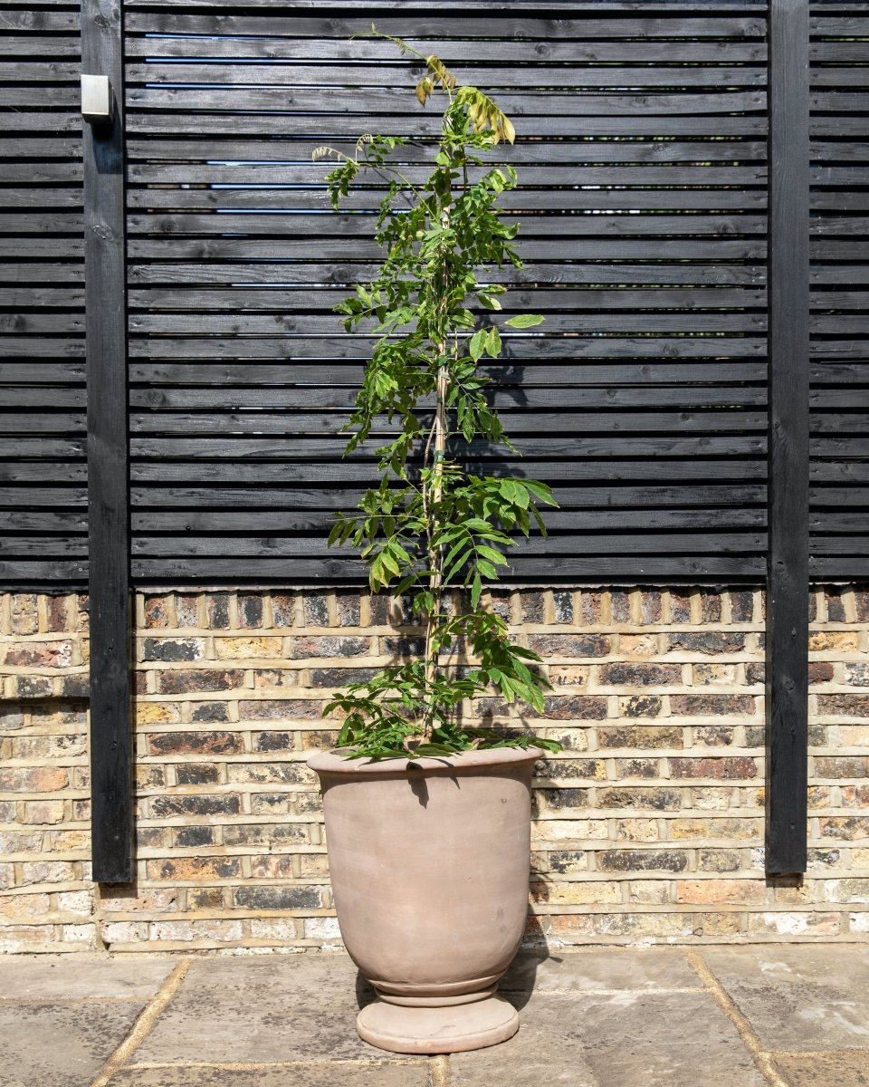 Provincial Terracotta Vase Planters - Plant Drop