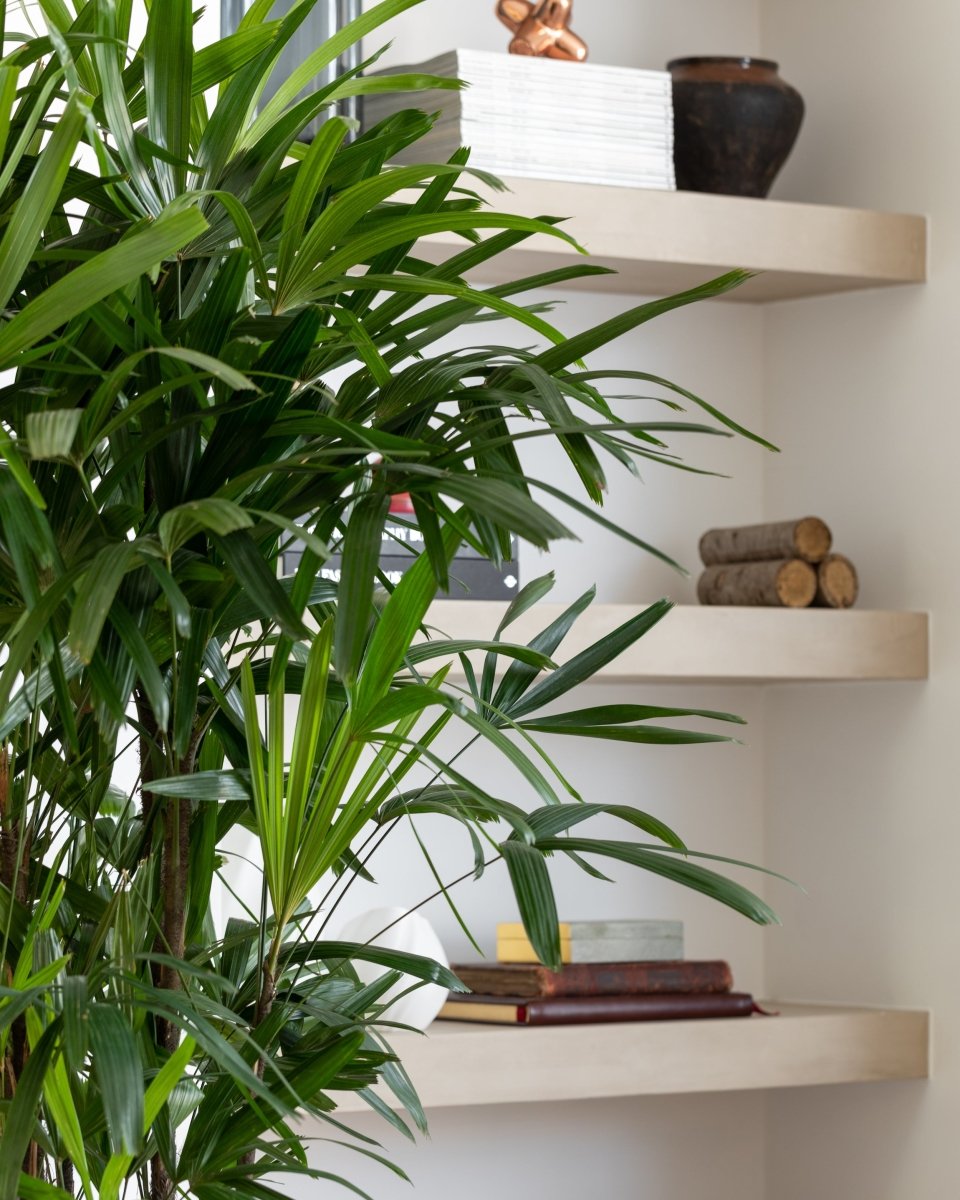 bamboo palm plant uk Bamboo Lady Palm
