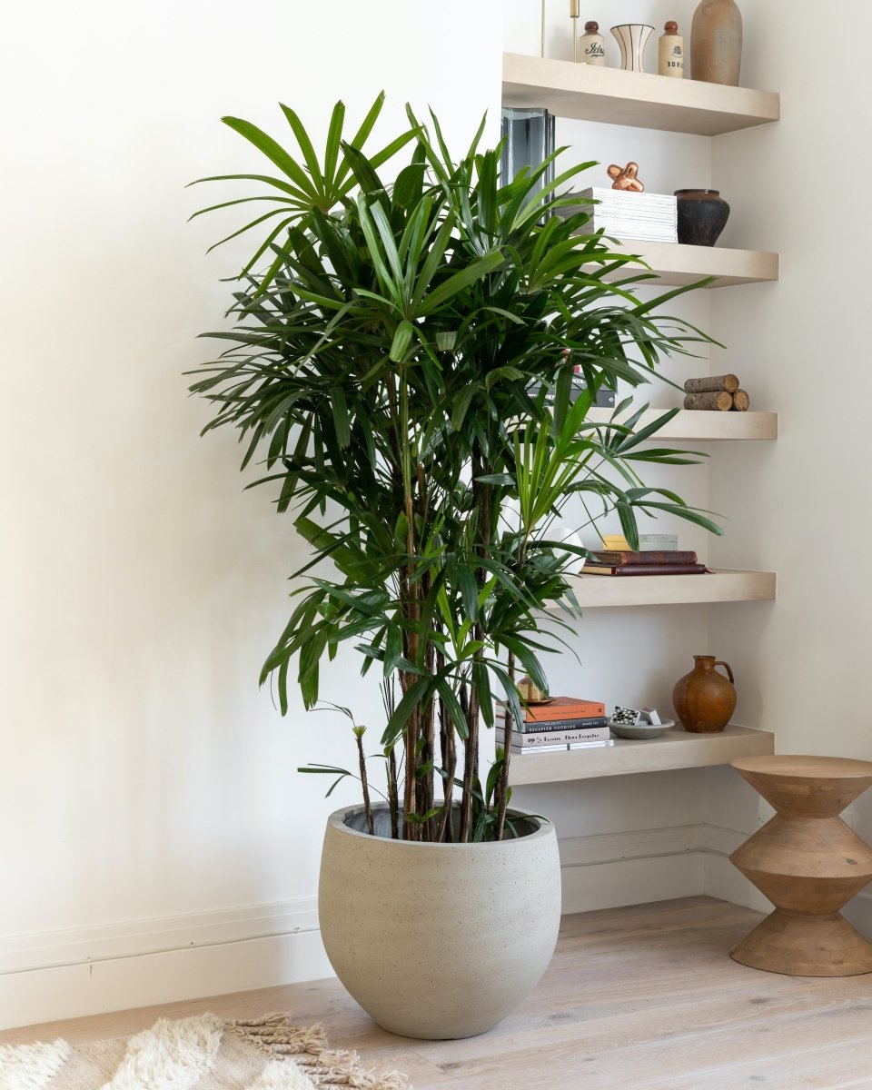 rhapis indoor plant Bamboo Lady Palm