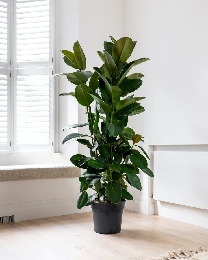 Rubber bush beside a window