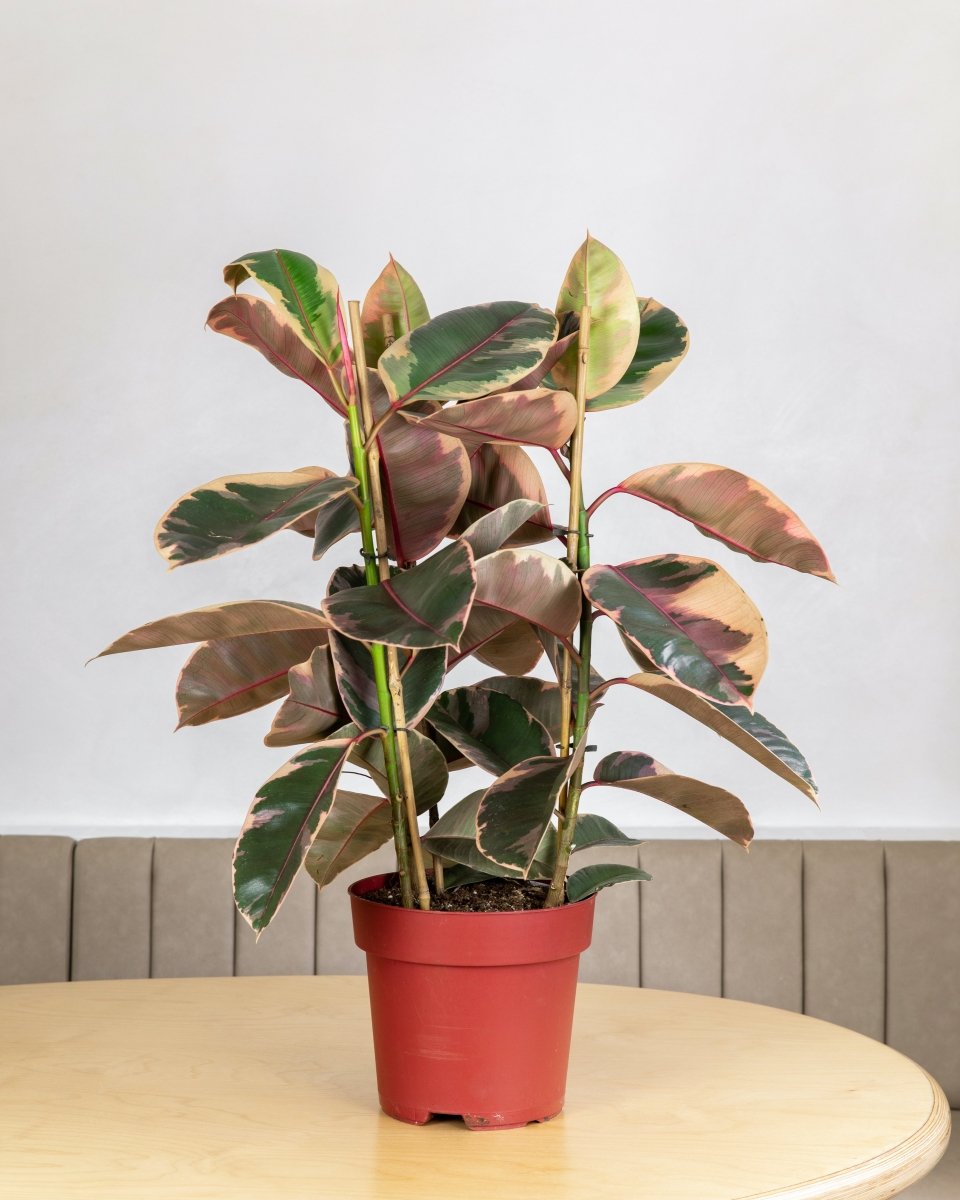 Rubber Plant, Ficus Elastica 'Belize' - Plant Drop