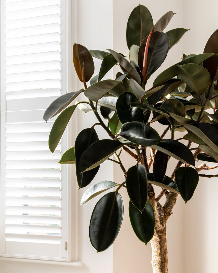Rubber tree leaves close-up