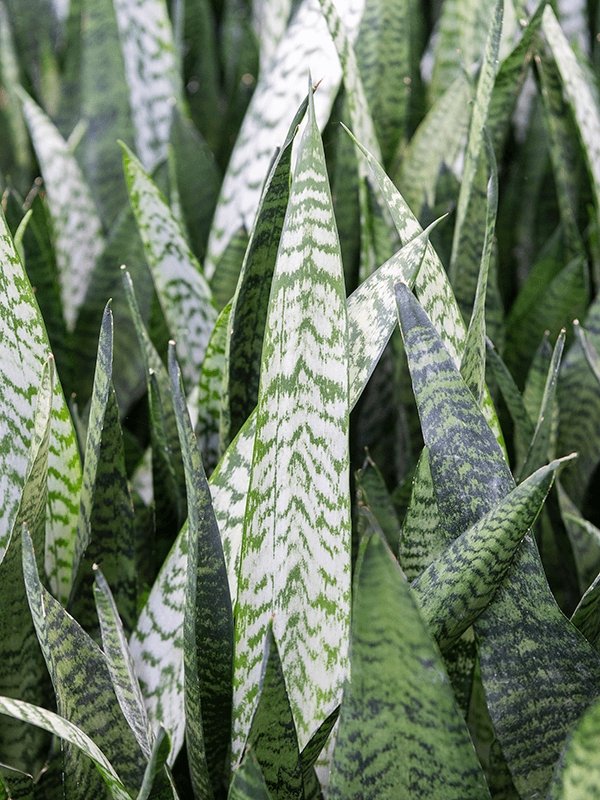 Sansevieria Zeylanica - Plant Drop