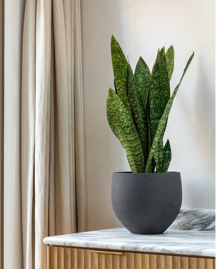 Sansevieria Zeylanica, Snake Plant - Plant Drop