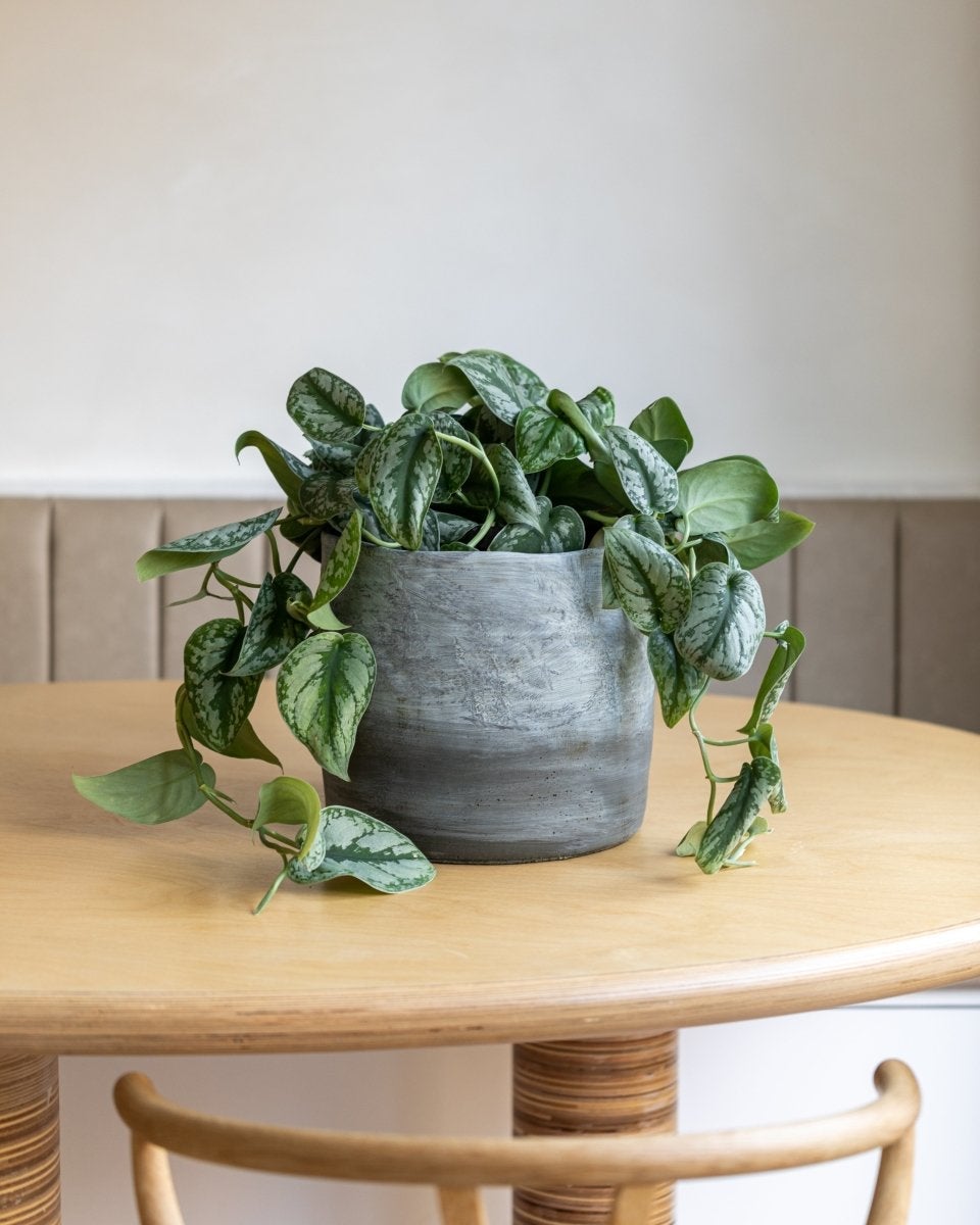 Satin Silk Pothos, Scindapsus Pictus - Plant Drop