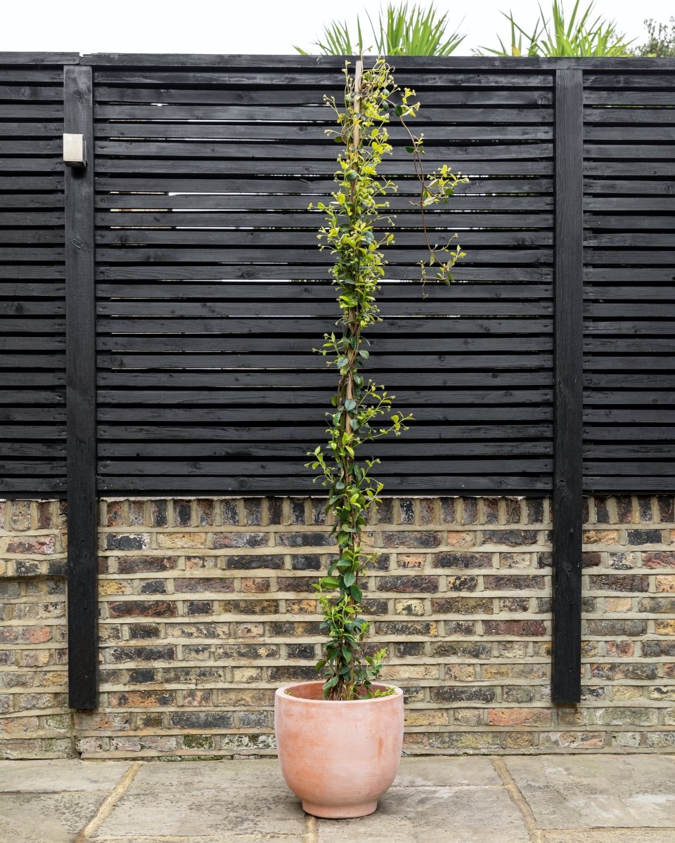 Star Jasmine, Trachelospermum Jasminoides - Plant Drop