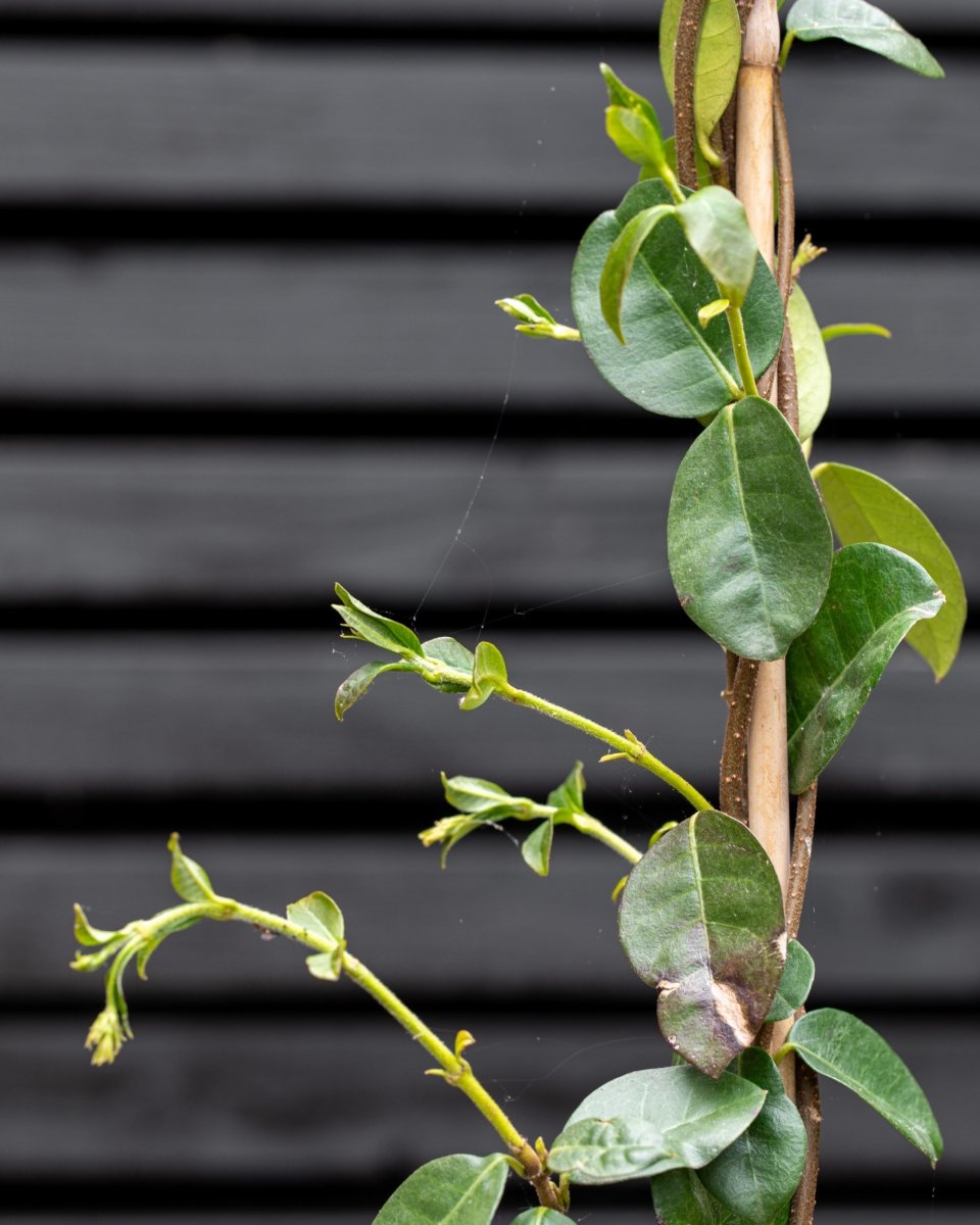 Star Jasmine, Trachelospermum Jasminoides - Plant Drop