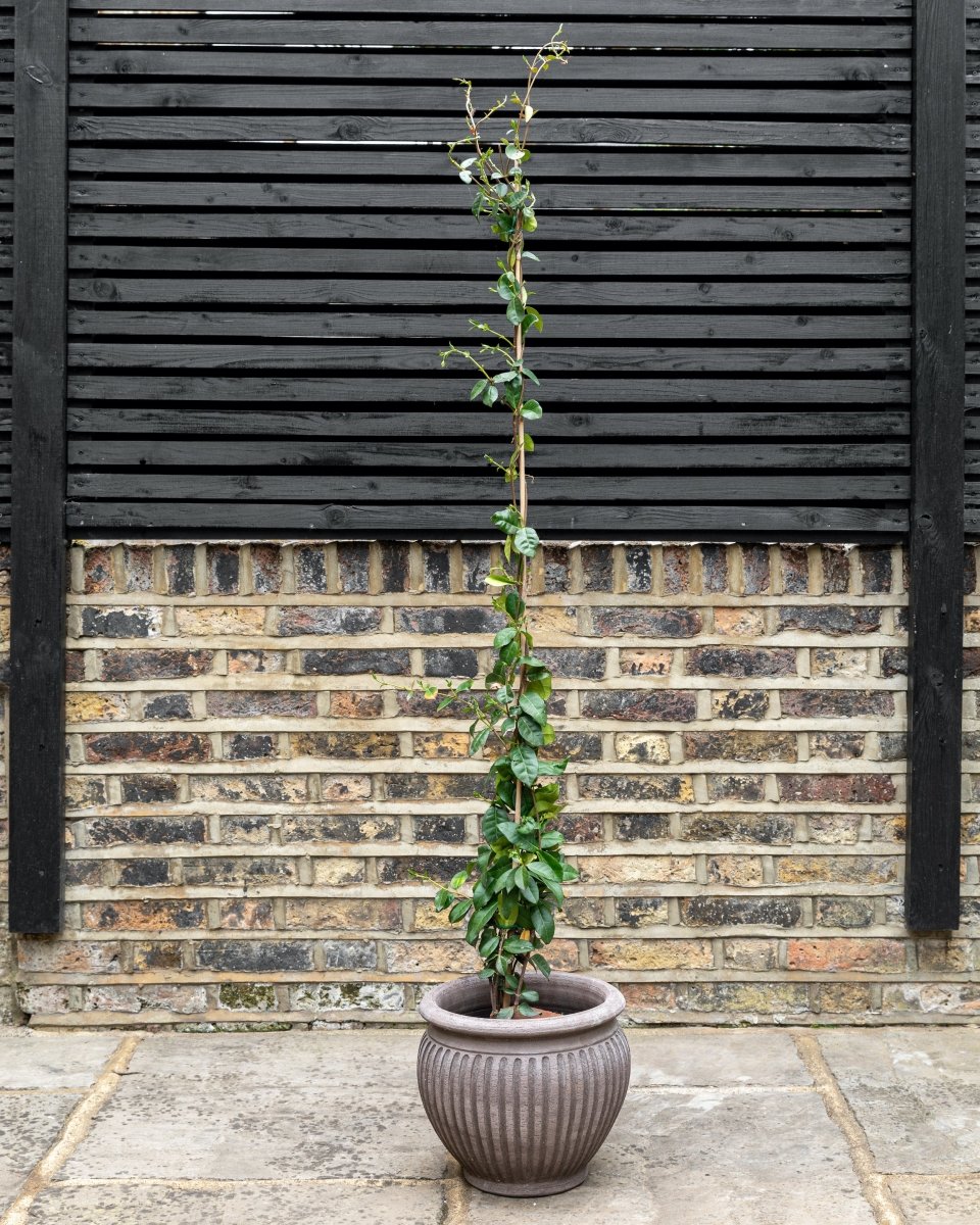 Star Jasmine, Trachelospermum Jasminoides - Plant Drop