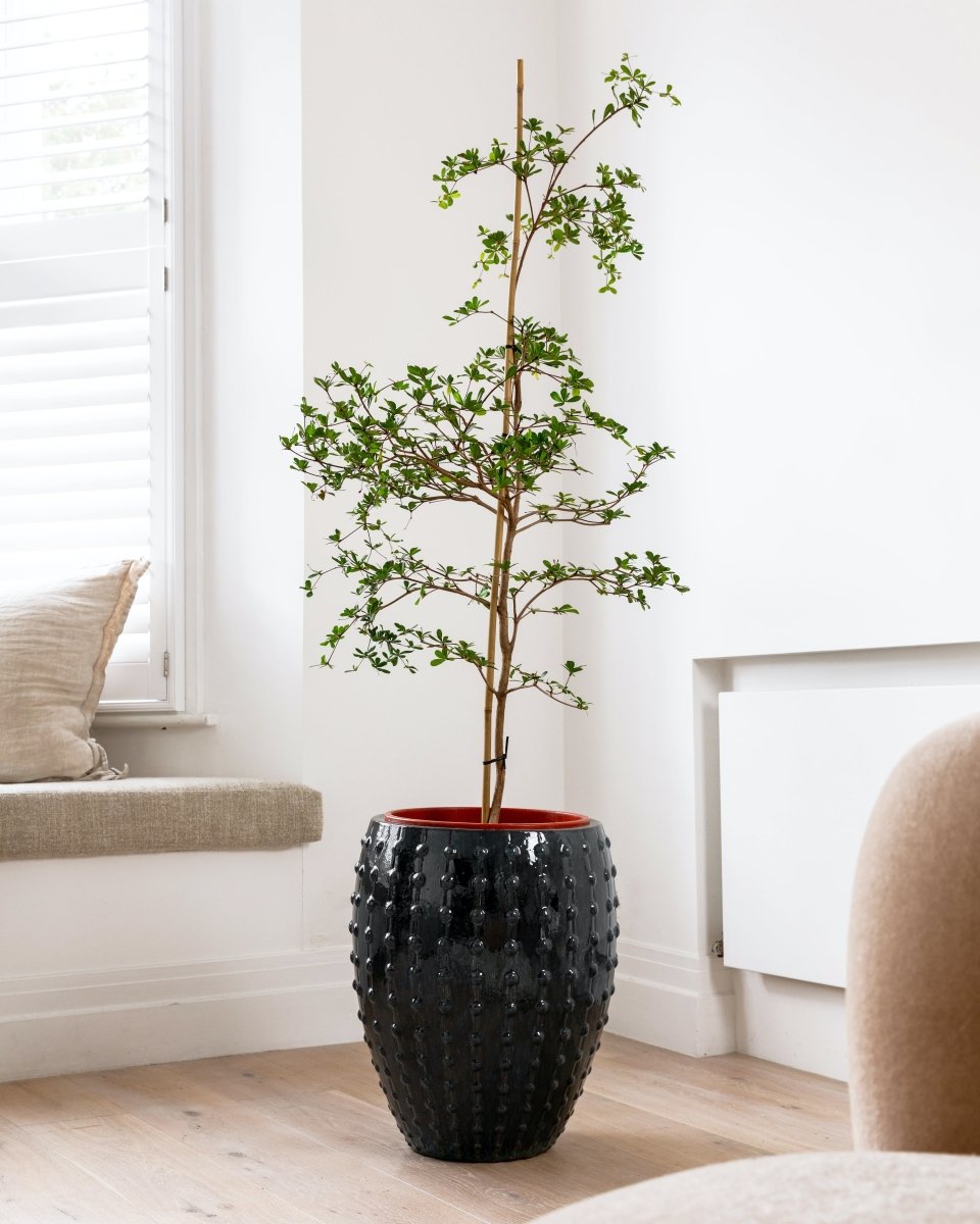 Studded Ceramic Urn - Plant Drop