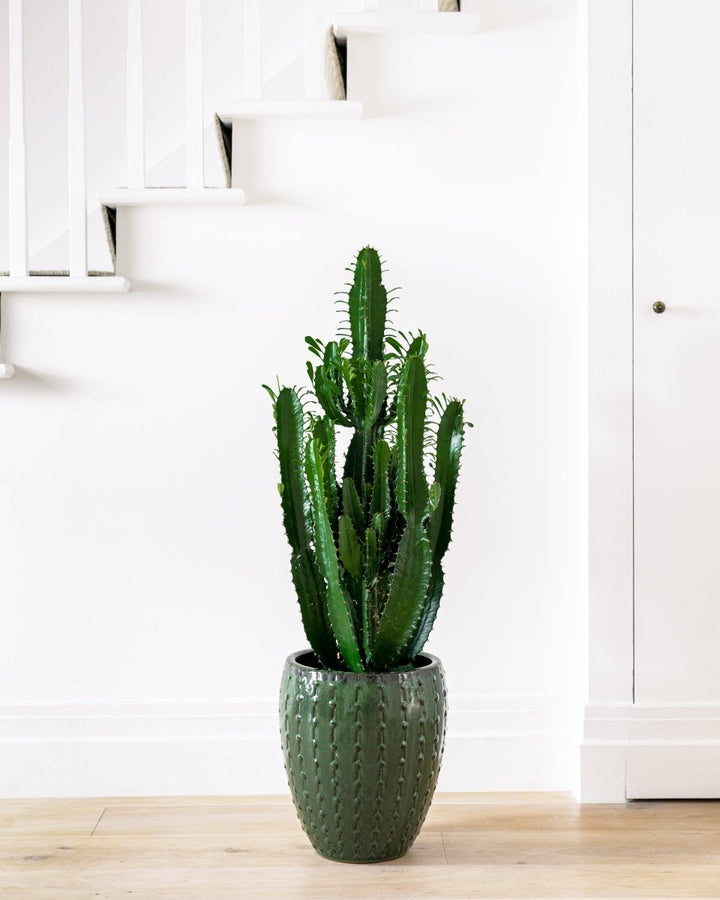 Studded Ceramic Urn - Plant Drop