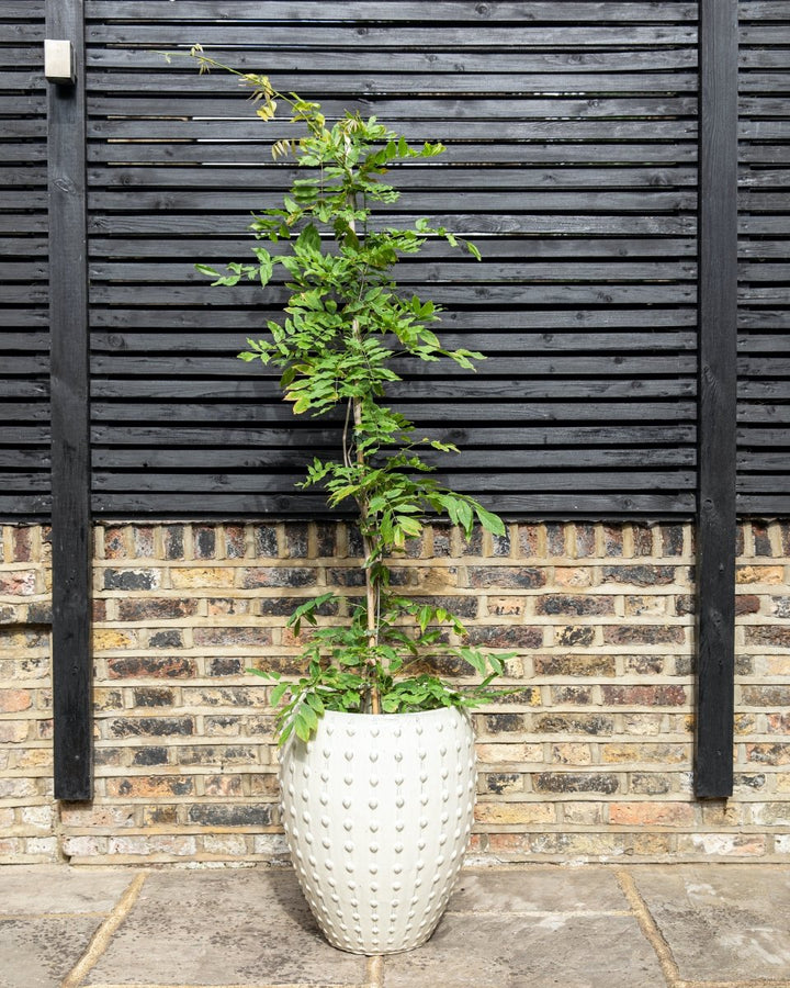 Studded Ceramic Urn - Plant Drop