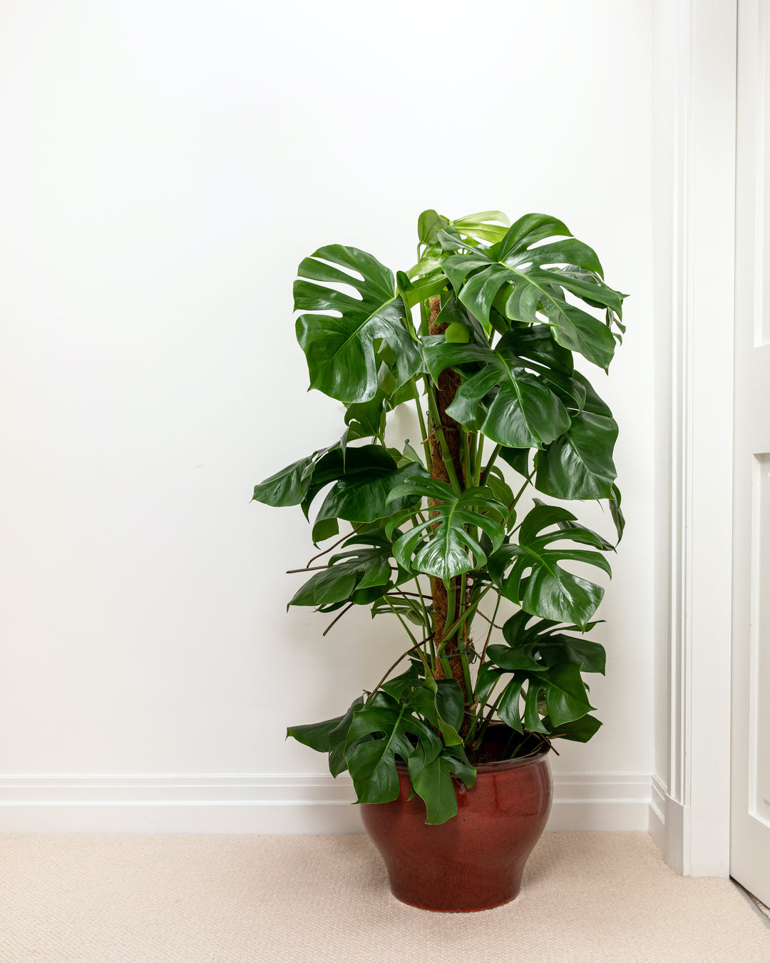 Monstera leaves, detail