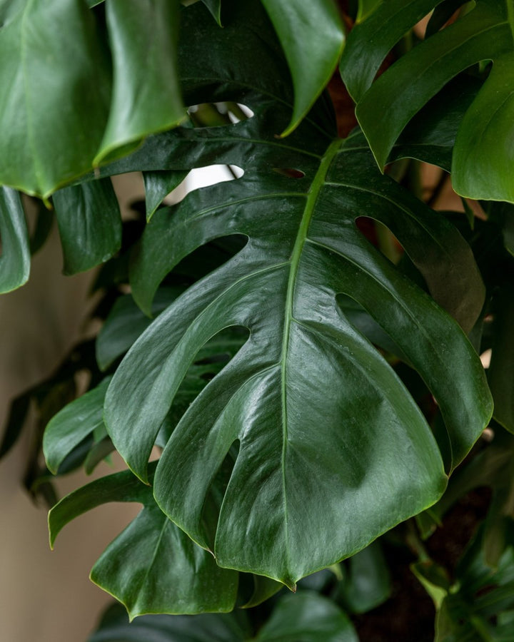 Swiss Cheese Plant, Monstera Deliciosa - Plant Drop