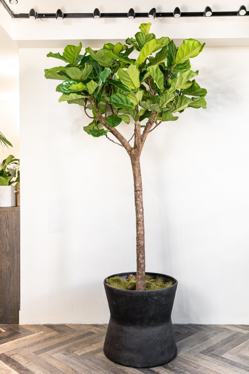 Fiddle-Leaf Fig Tree