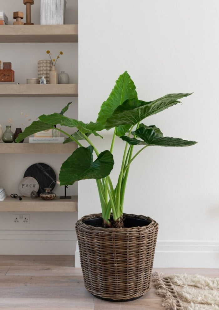 Tall Grey Rattan Basket, Indoor & Outdoor Planter - Plant Drop