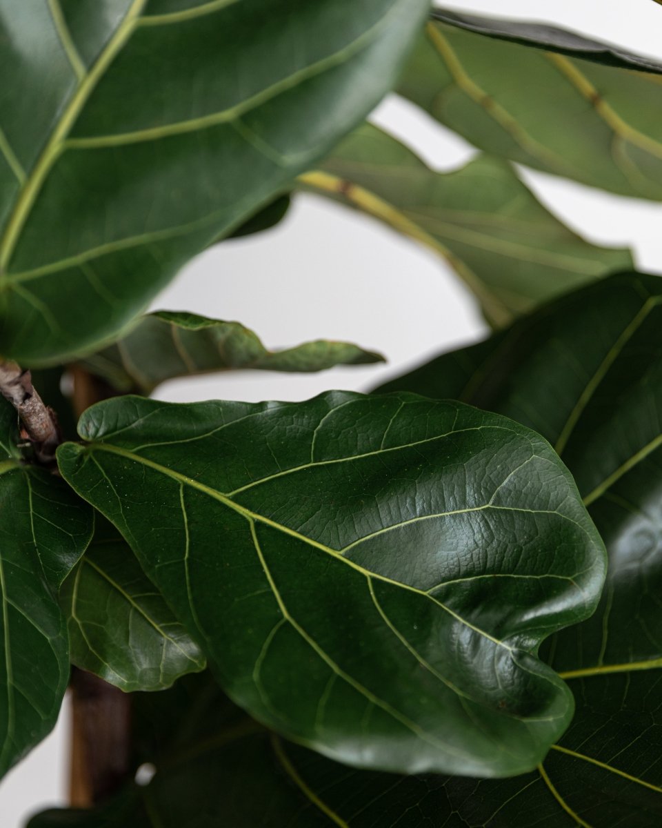 Tall Thin Stem, 240-250cm Fiddle-Leaf Fig Tree, Ficus Lyrata - Plant Drop