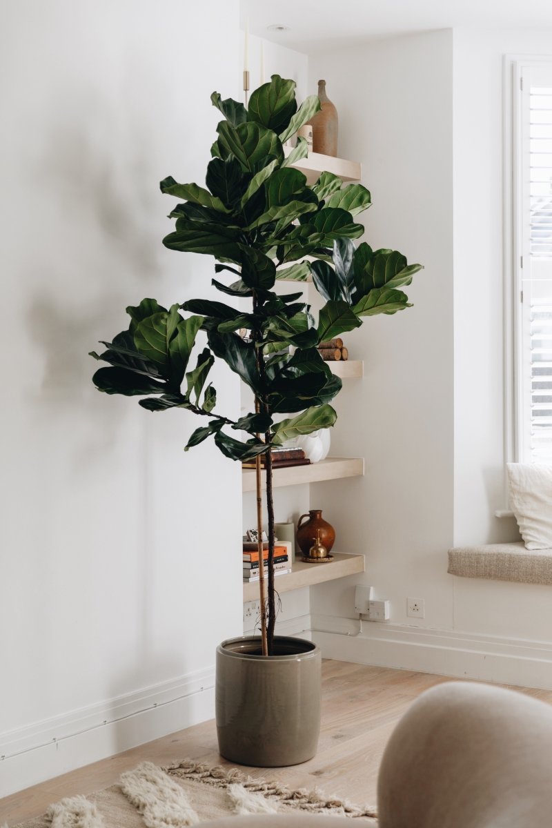 Tall Thin Stem, 240-250cm Fiddle-Leaf Fig Tree, Ficus Lyrata - Plant Drop