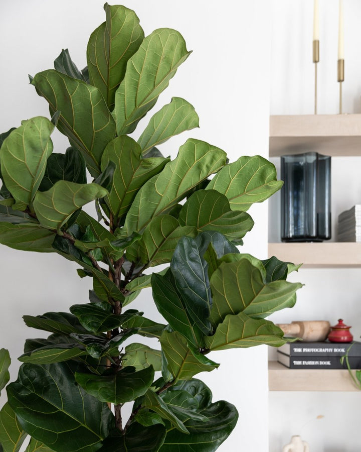 Tall Thin Stem, 240-250cm Fiddle-Leaf Fig Tree, Ficus Lyrata - Plant Drop