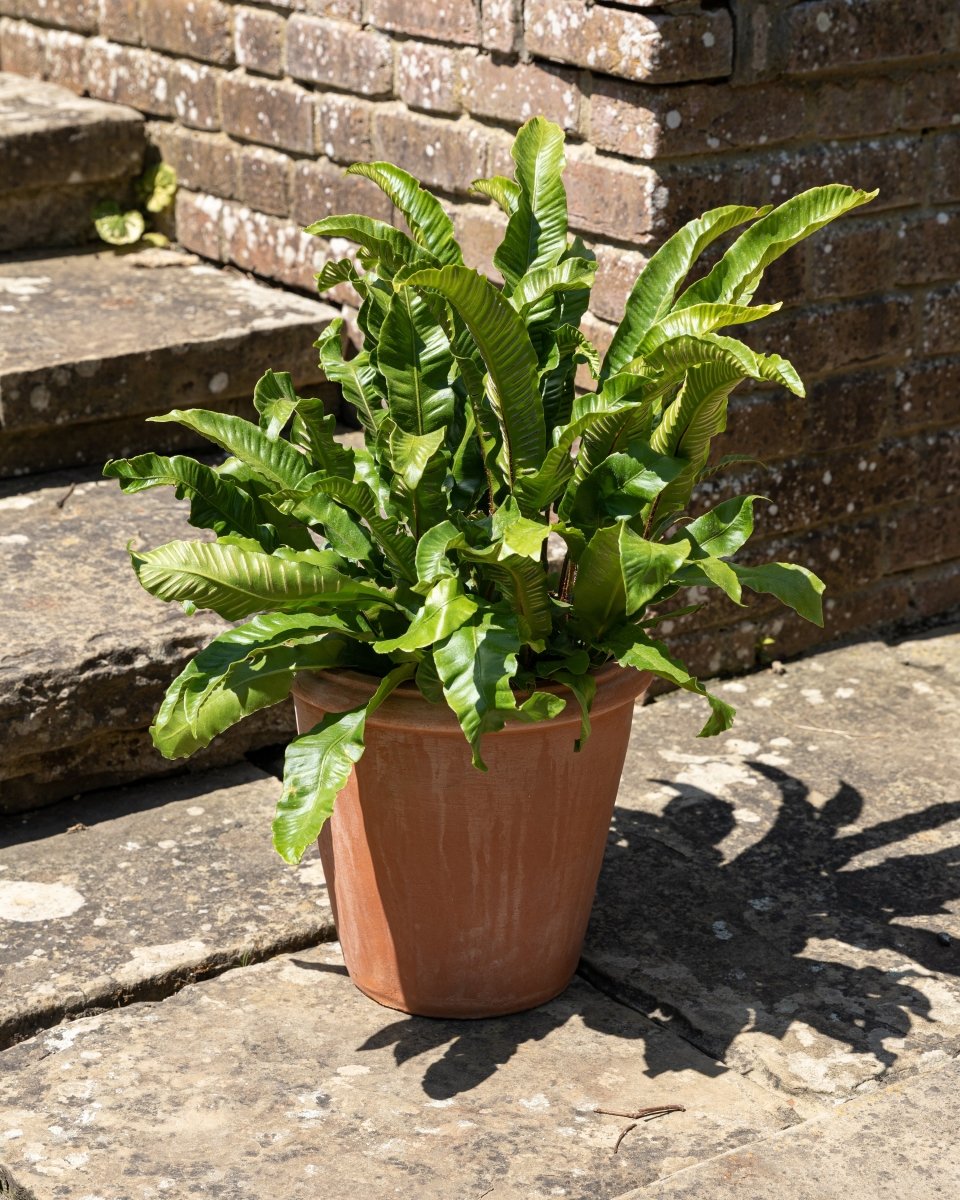 Terracini Terracotta Camellia Pots - Plant Drop