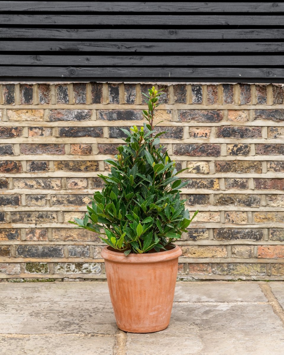 Terracini Terracotta Camellia Pots - Plant Drop