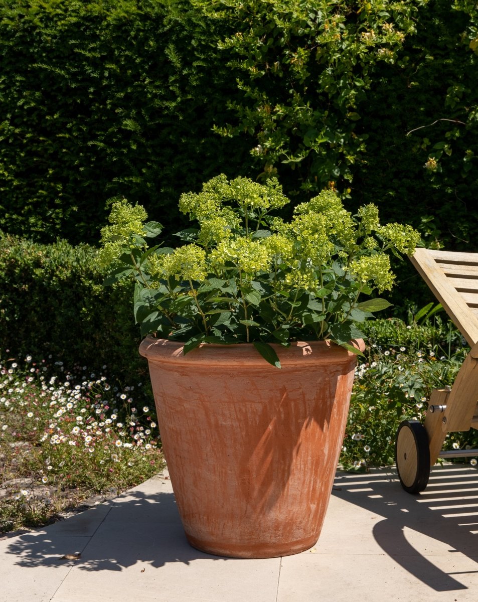 Terracini Terracotta Camellia Pots - Plant Drop