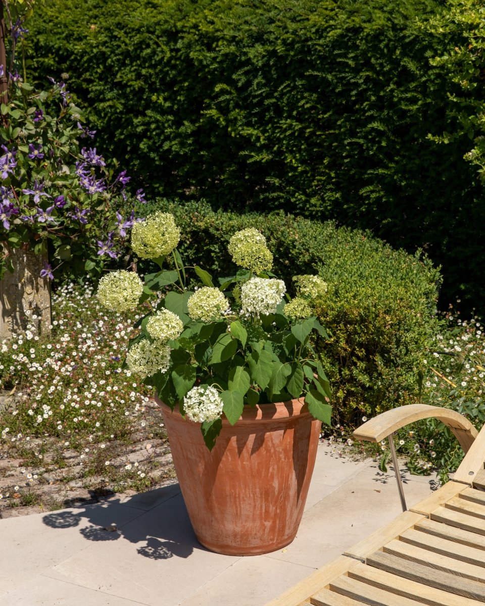 Terracini Terracotta Camellia Pots - Plant Drop