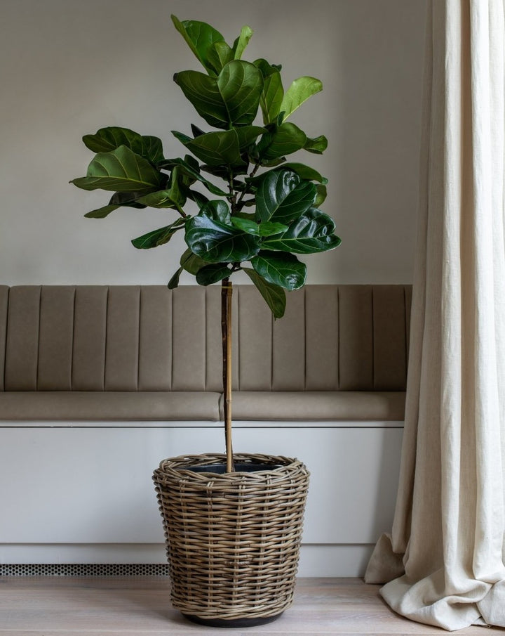 Thin-stem fiddle-leaf fig tree, detail