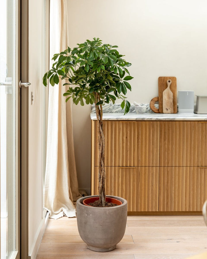 Umbrella Tree, Schefflera Arboricola 'Compacta' - Plant Drop