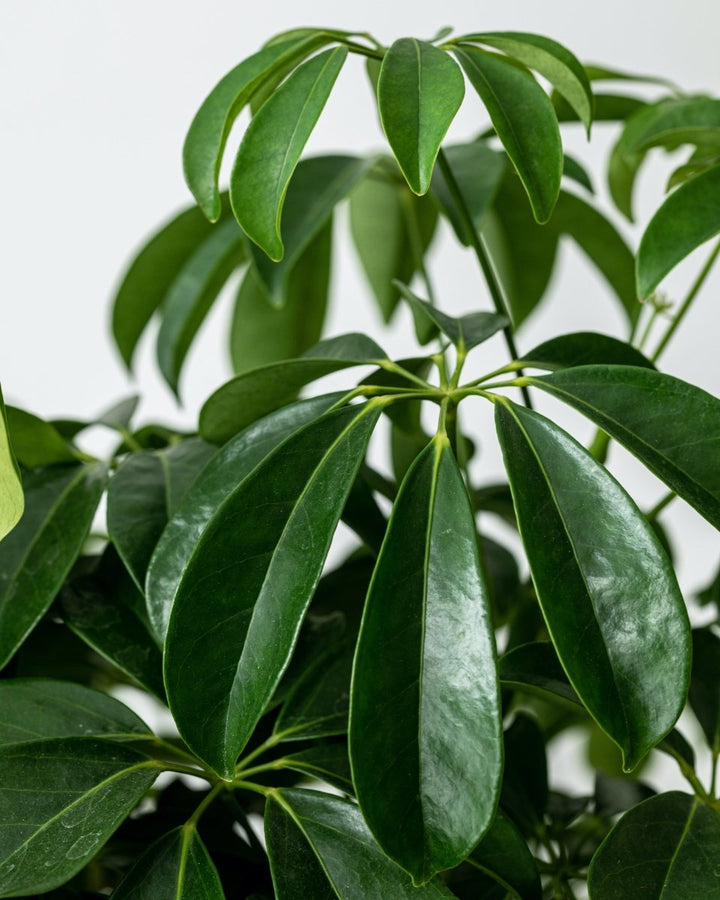 Umbrella Tree, Schefflera Arboricola 'Compacta' - Plant Drop