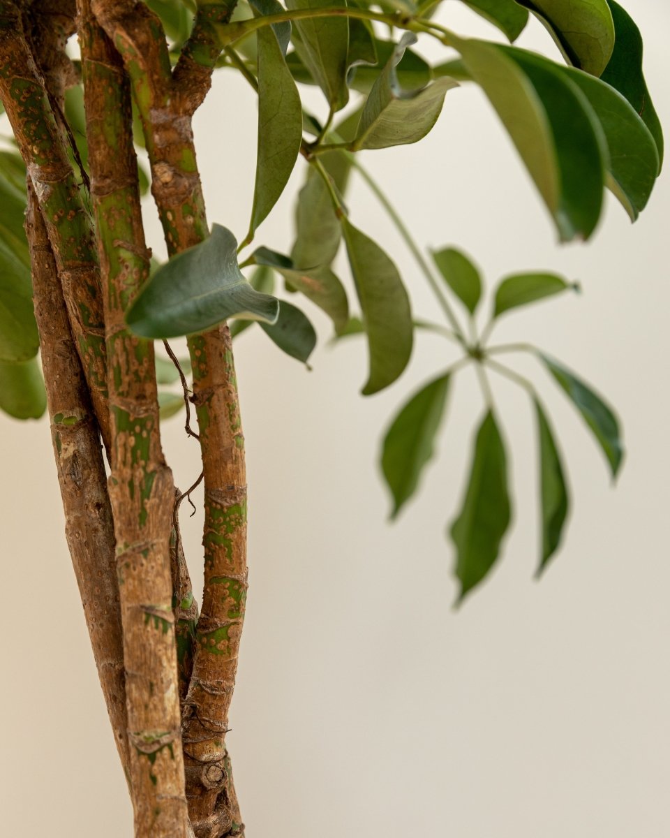 umbrella money tree Twisted Stem Umbrella Tree, Schefflera Arboricola 'Compacta', Braided Stem – Plant Drop