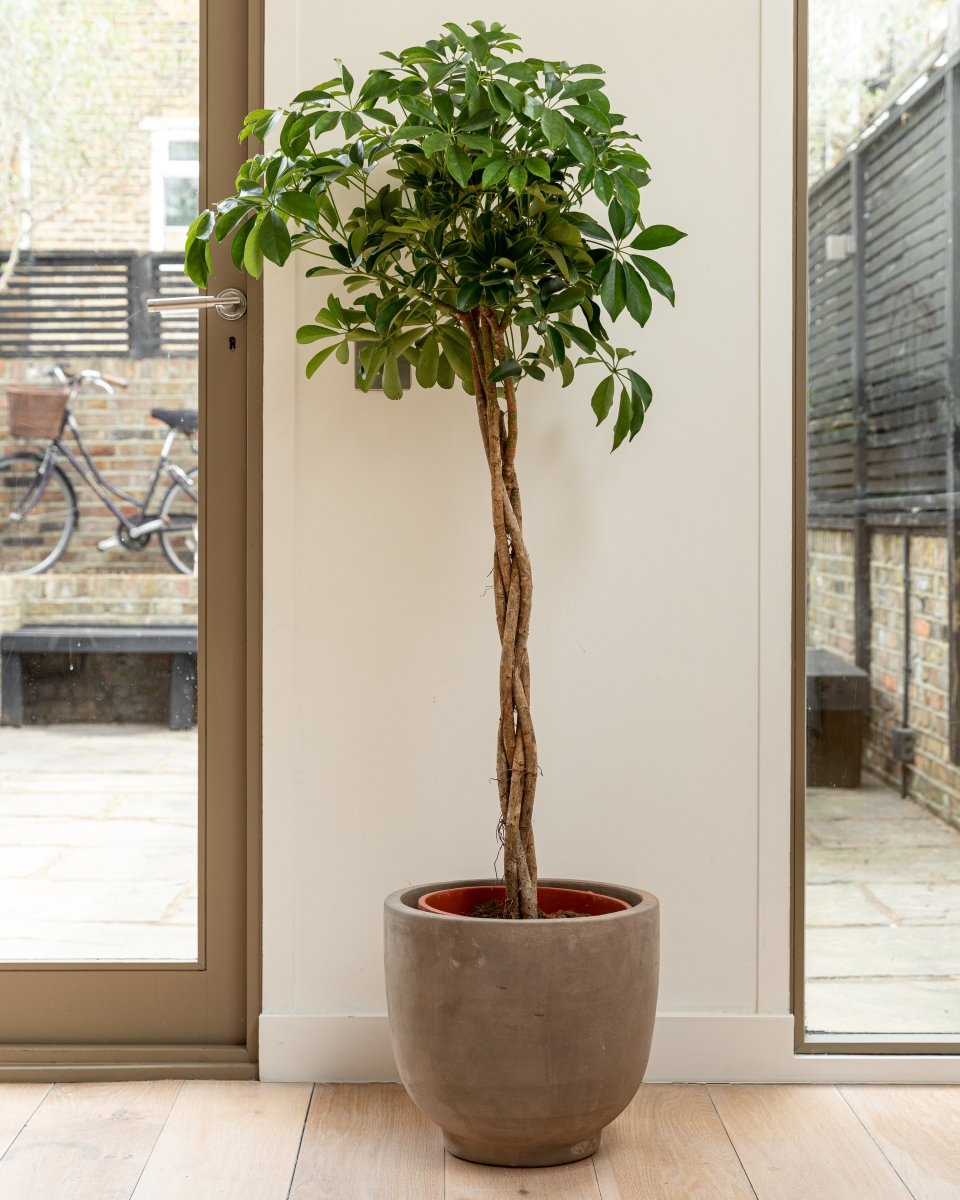 Umbrella Tree, Schefflera Arboricola 'Compacta' - Plant Drop