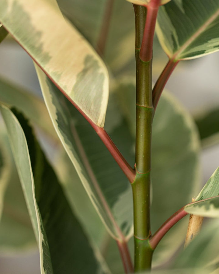 Variegated Rubber Plant, Ficus Tineke - Plant Drop