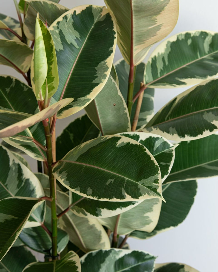 Variegated Rubber Plant, Ficus Tineke - Plant Drop