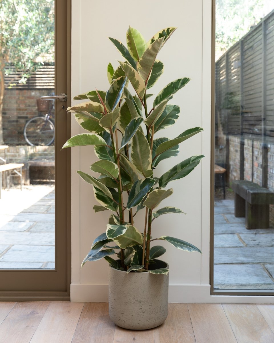 Variegated Rubber Plant, Ficus Tineke - Plant Drop