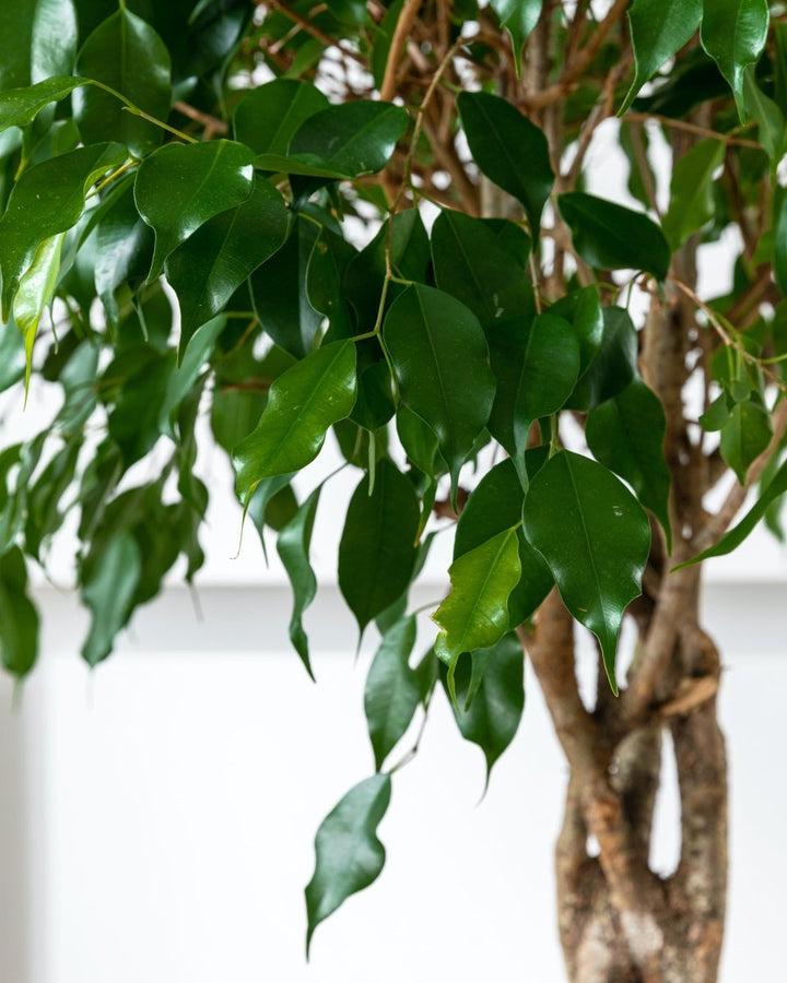 Weeping Fig Tree, Ficus Benjamina 'Exotica' - Plant Drop