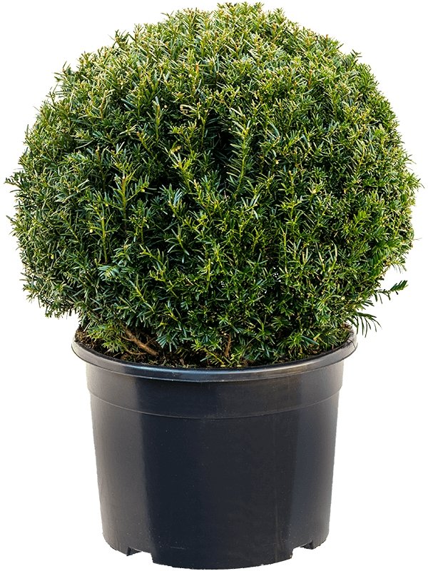 Yew Topiary Balls, Taxus Baccata - Plant Drop