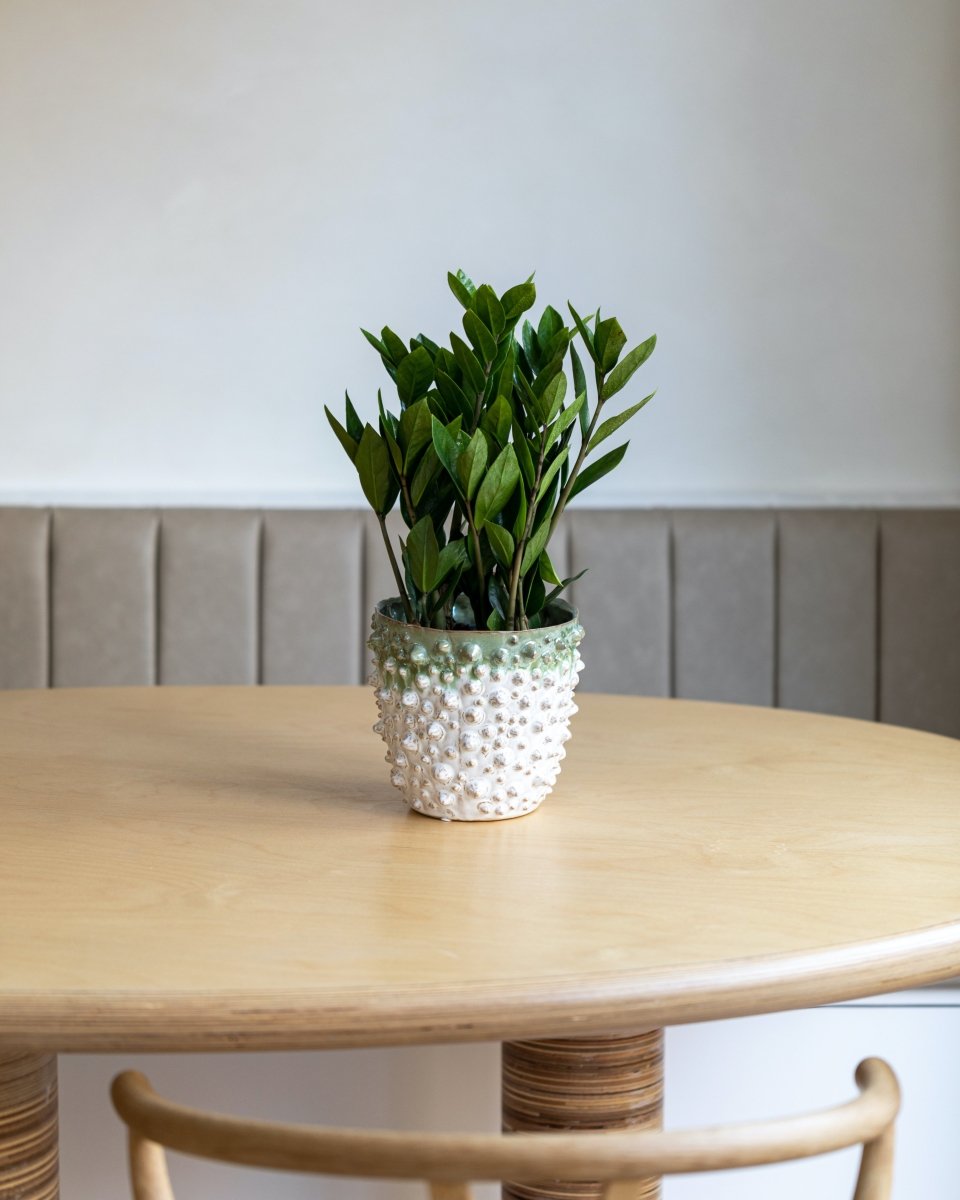 Zz Plant, Zamioculcas Zamiifolia - Plant Drop