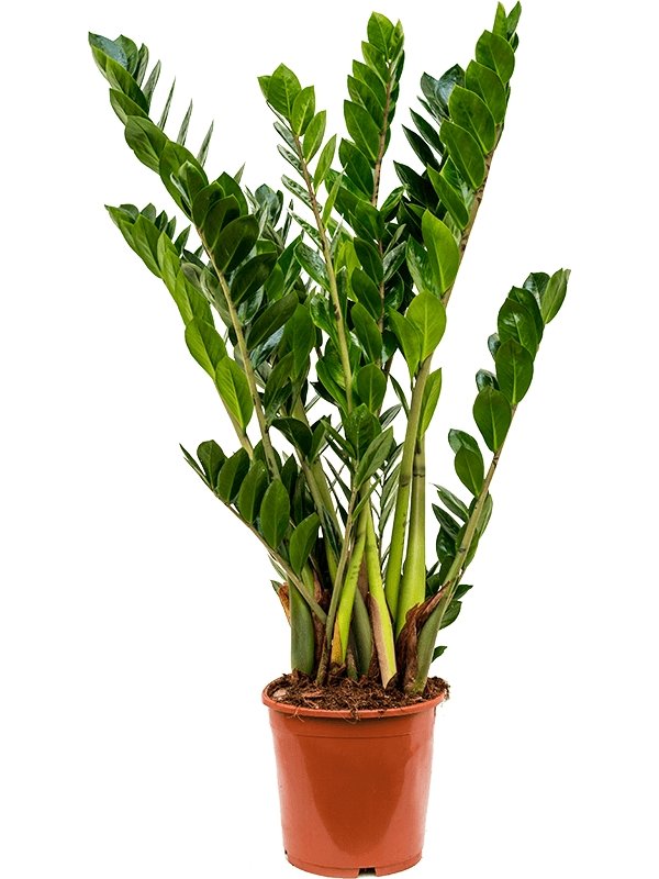 Zz Plant, Zamioculcas Zamiifolia - Plant Drop